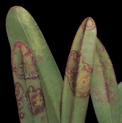 effet du virus de la mosaïque du tabac sur feuilles d'orchidée.